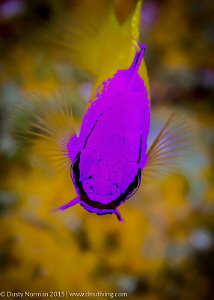 "Basslet Smile"
A Portrait of a Fairy Basslet. A very co... by Dusty Norman 